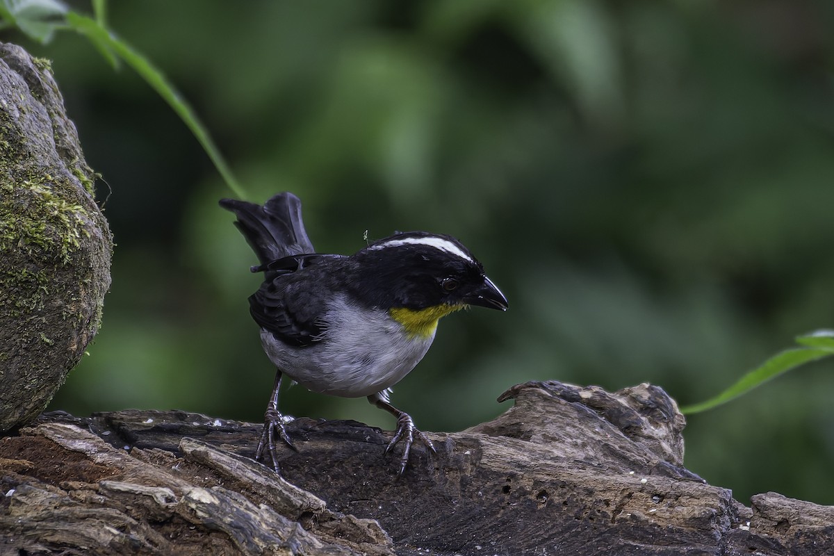 White-naped Brushfinch - ML620622854