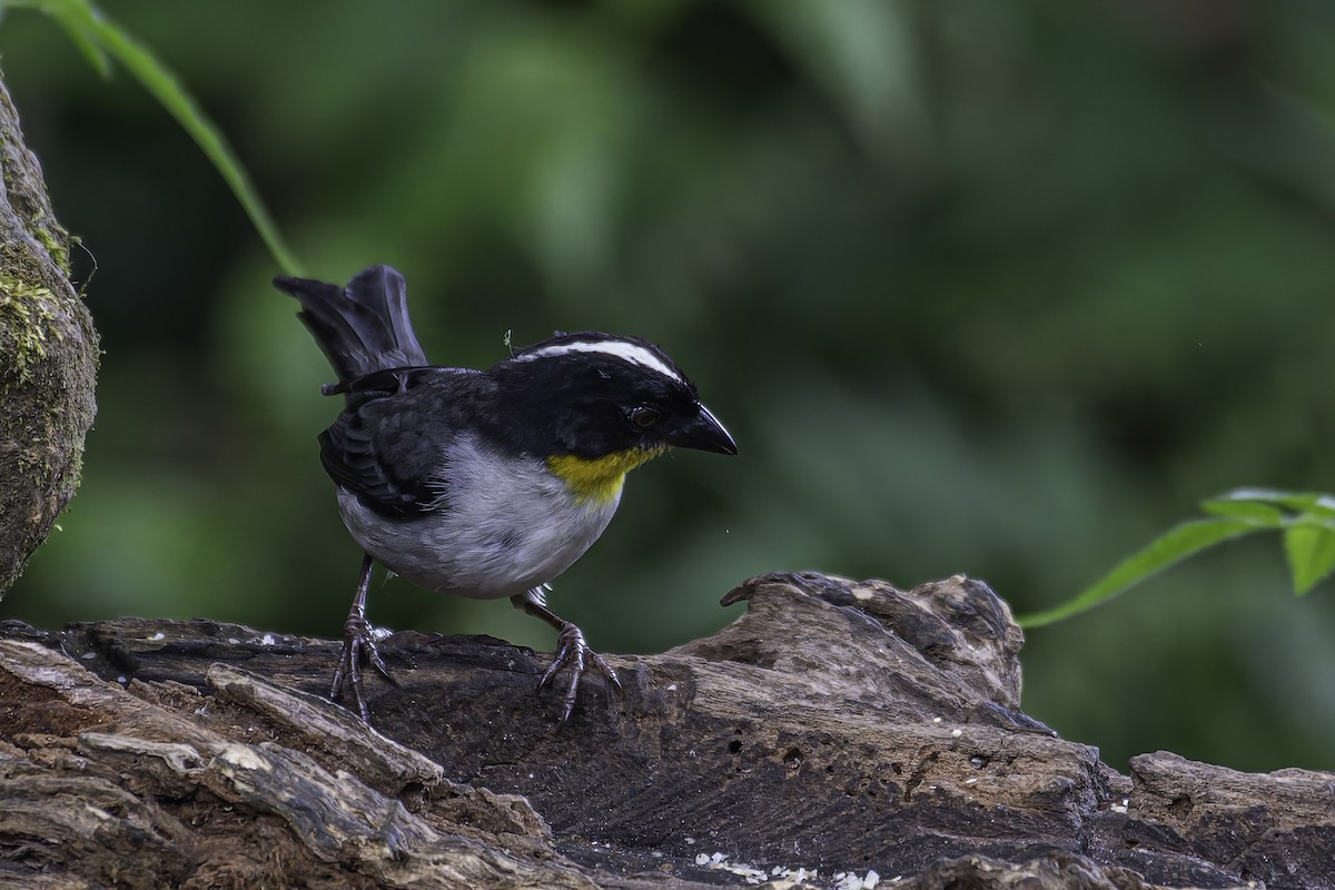 White-naped Brushfinch - ML620622856