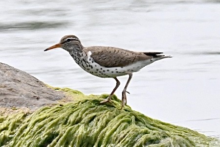 Spotted Sandpiper - ML620622858