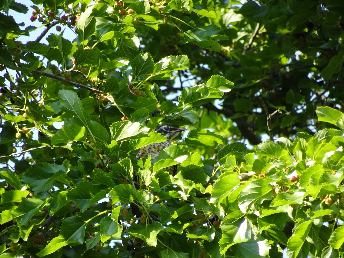 American Robin - ML620622859