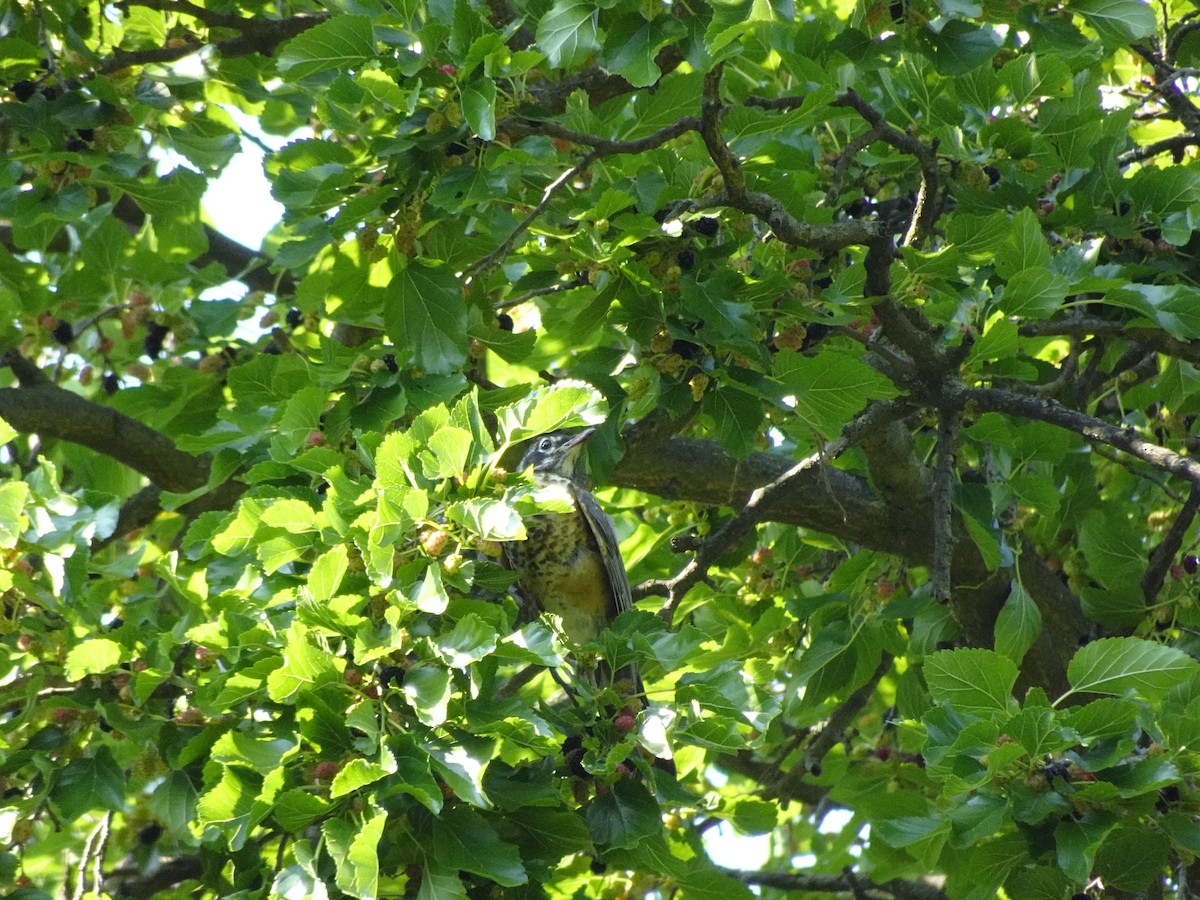 American Robin - ML620622860