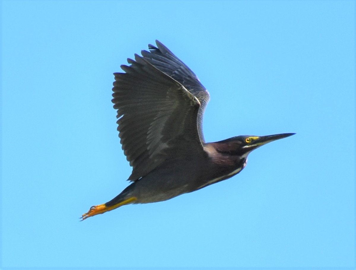 Green Heron - ML620622863