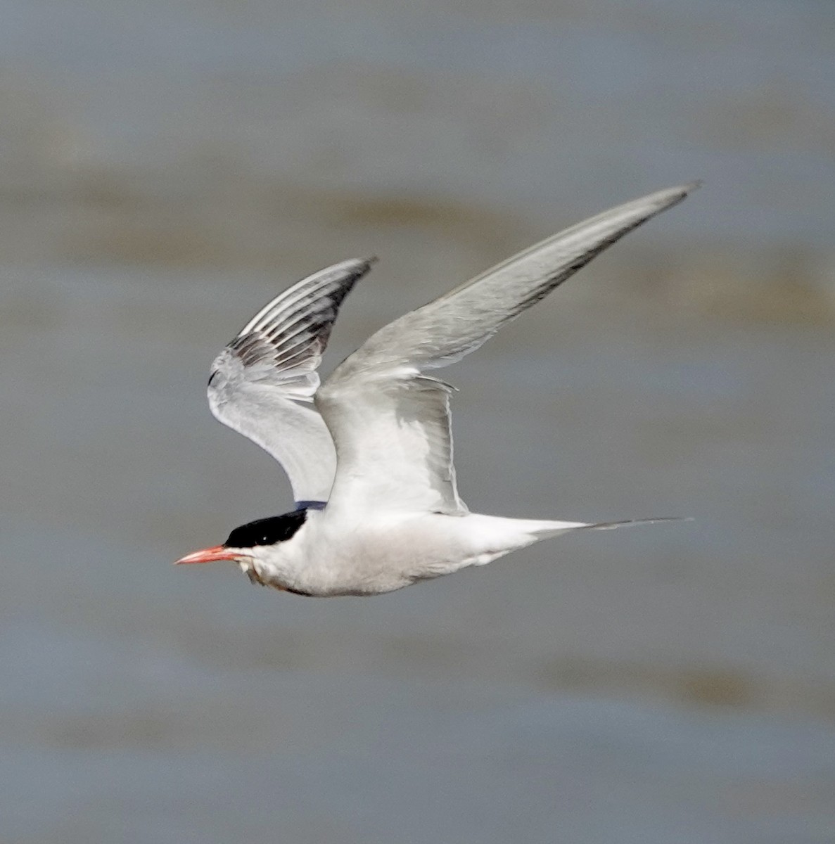 Common Tern - ML620622864