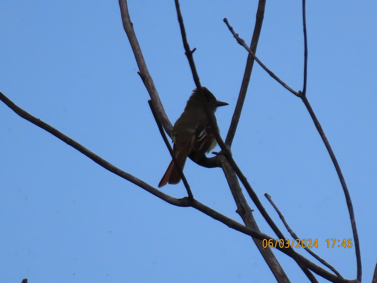 Great Crested Flycatcher - ML620622865