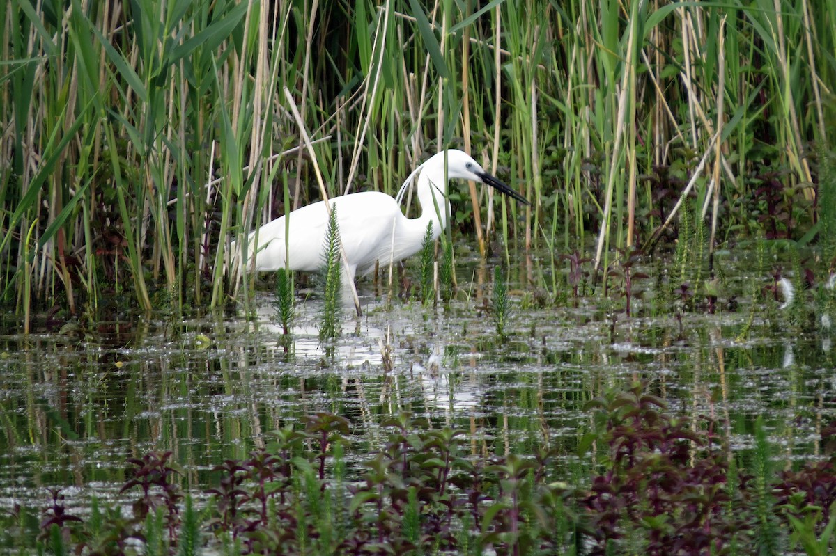 Little Egret - ML620622866