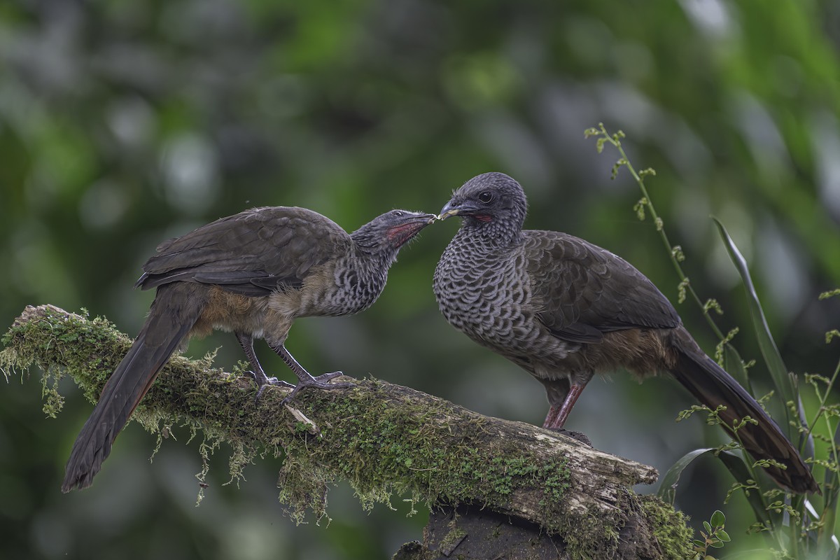 Colombian Chachalaca - ML620622867