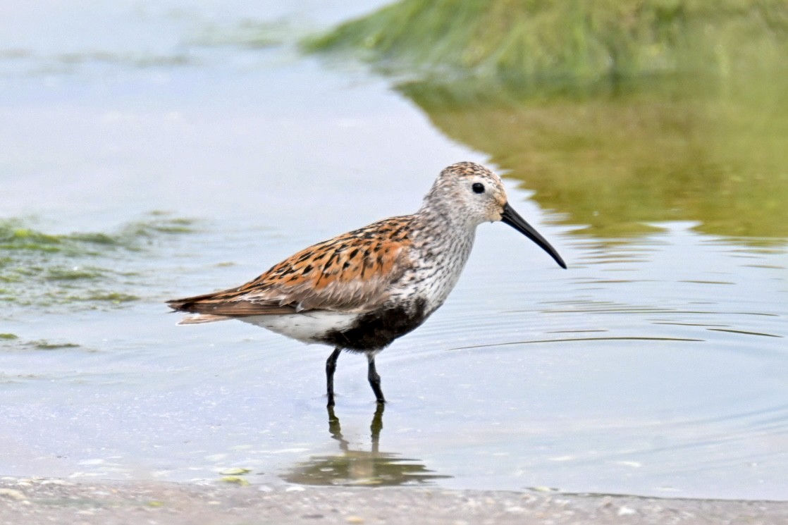 Dunlin - ML620622870