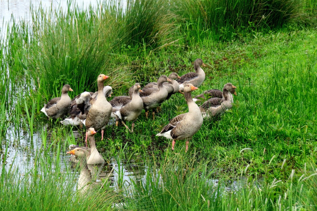 Graylag Goose - ML620622873