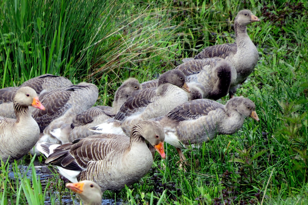 Graylag Goose - ML620622874