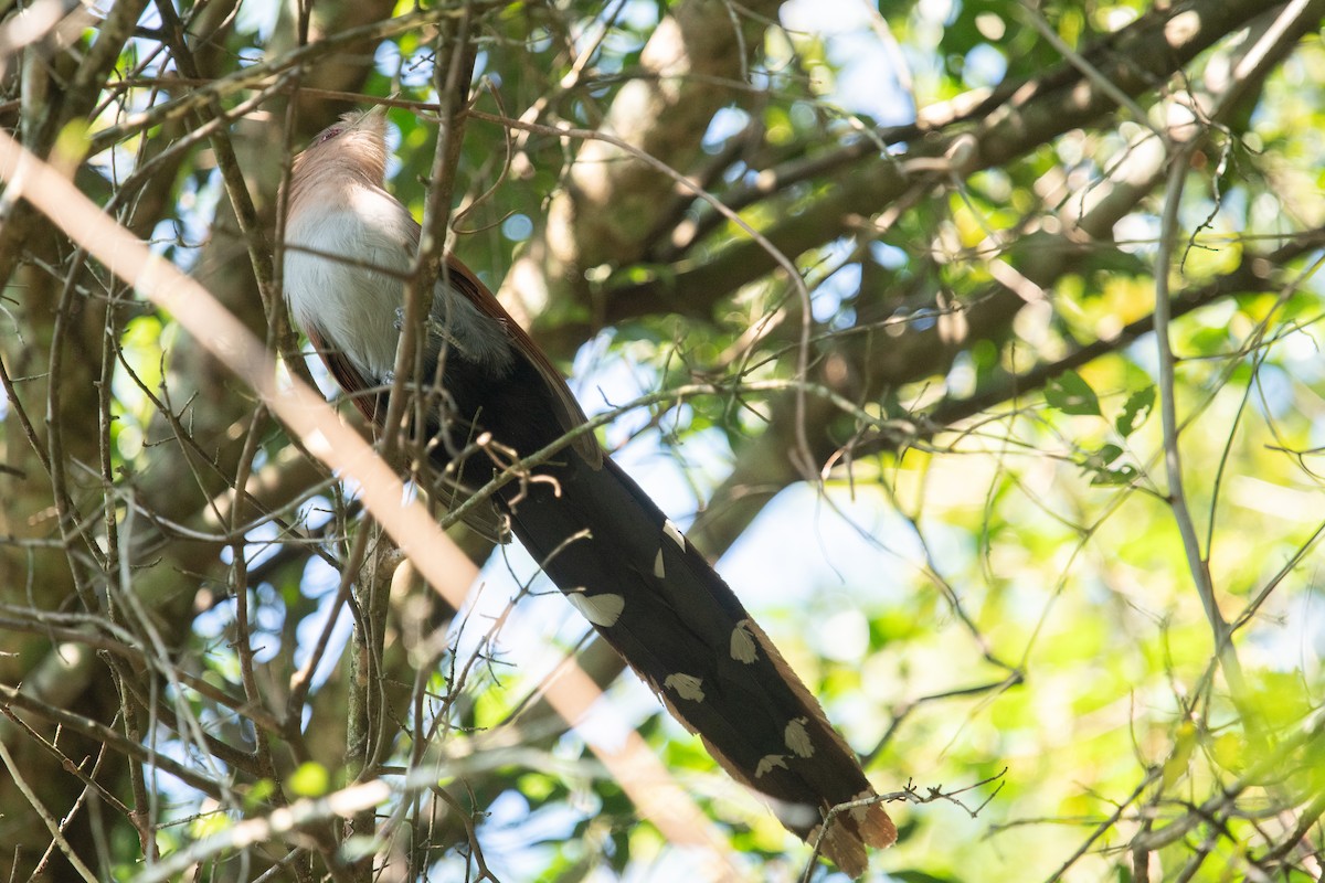 Squirrel Cuckoo - ML620622877