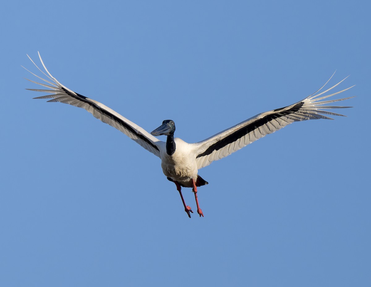 Black-necked Stork - ML620622878