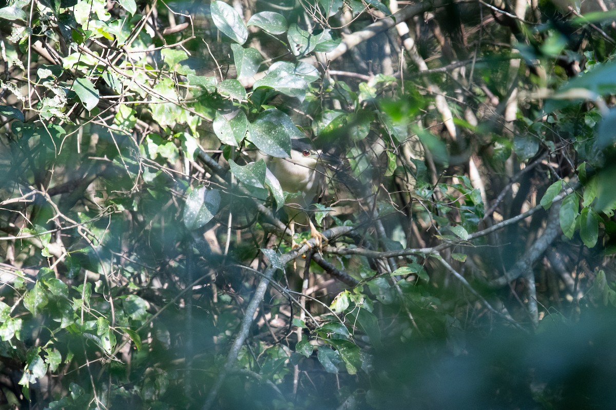 Black-crowned Night Heron - ML620622879