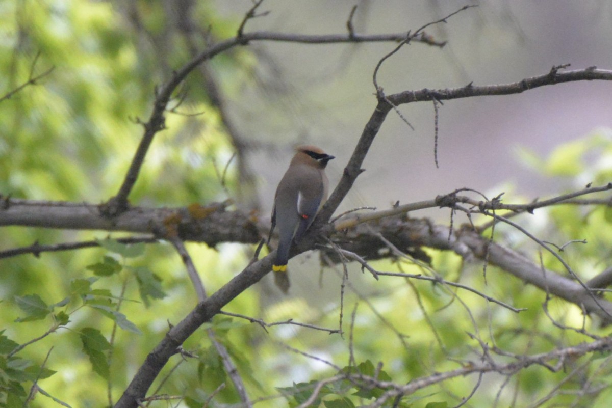 Cedar Waxwing - Robert Walling