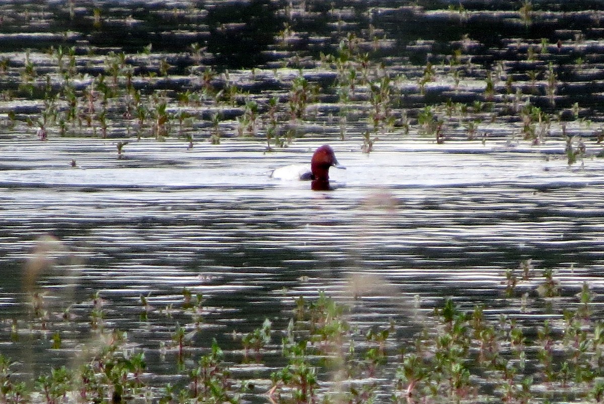 Common Pochard - ML620622884