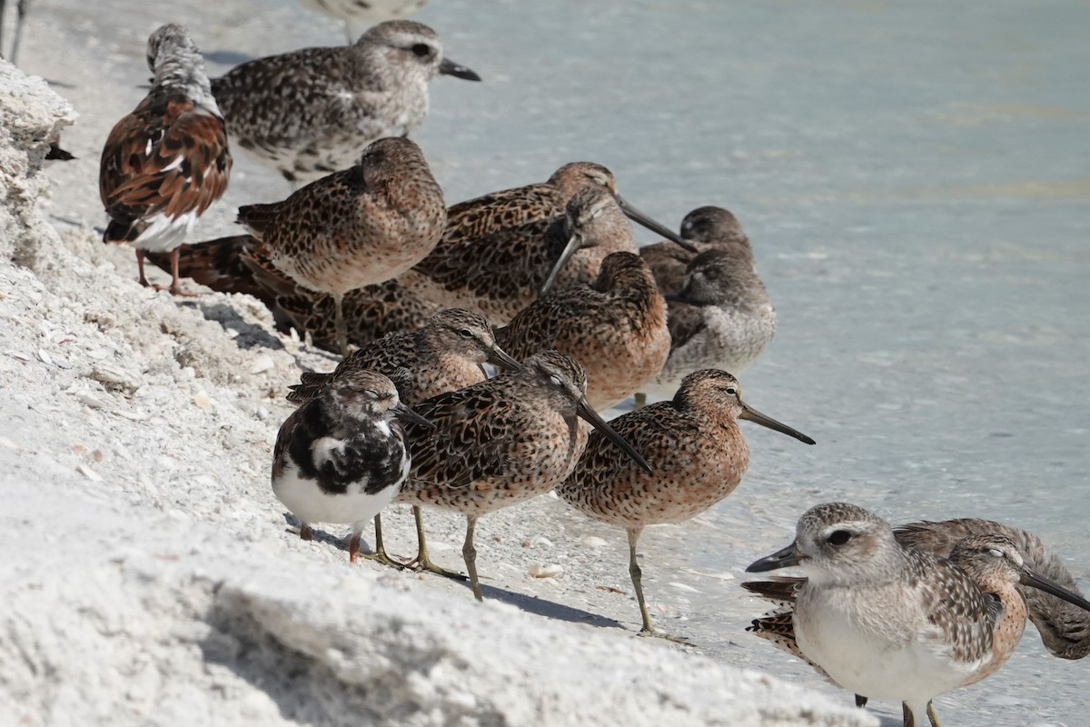 Short-billed Dowitcher - ML620622886