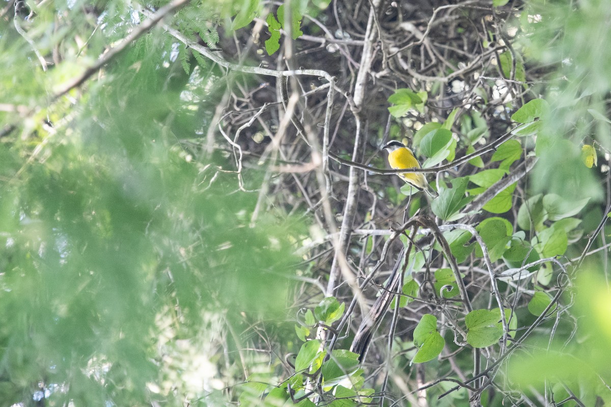 Sucrier à ventre jaune - ML620622887