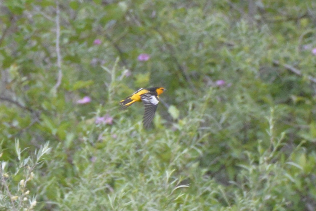 Bullock's Oriole - ML620622888