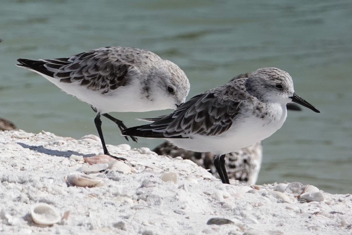 Bécasseau sanderling - ML620622891