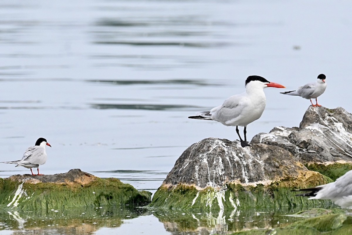 Common Tern - ML620622893