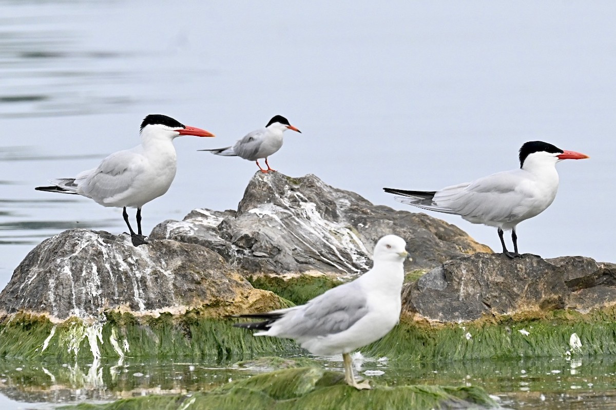 Common Tern - ML620622894