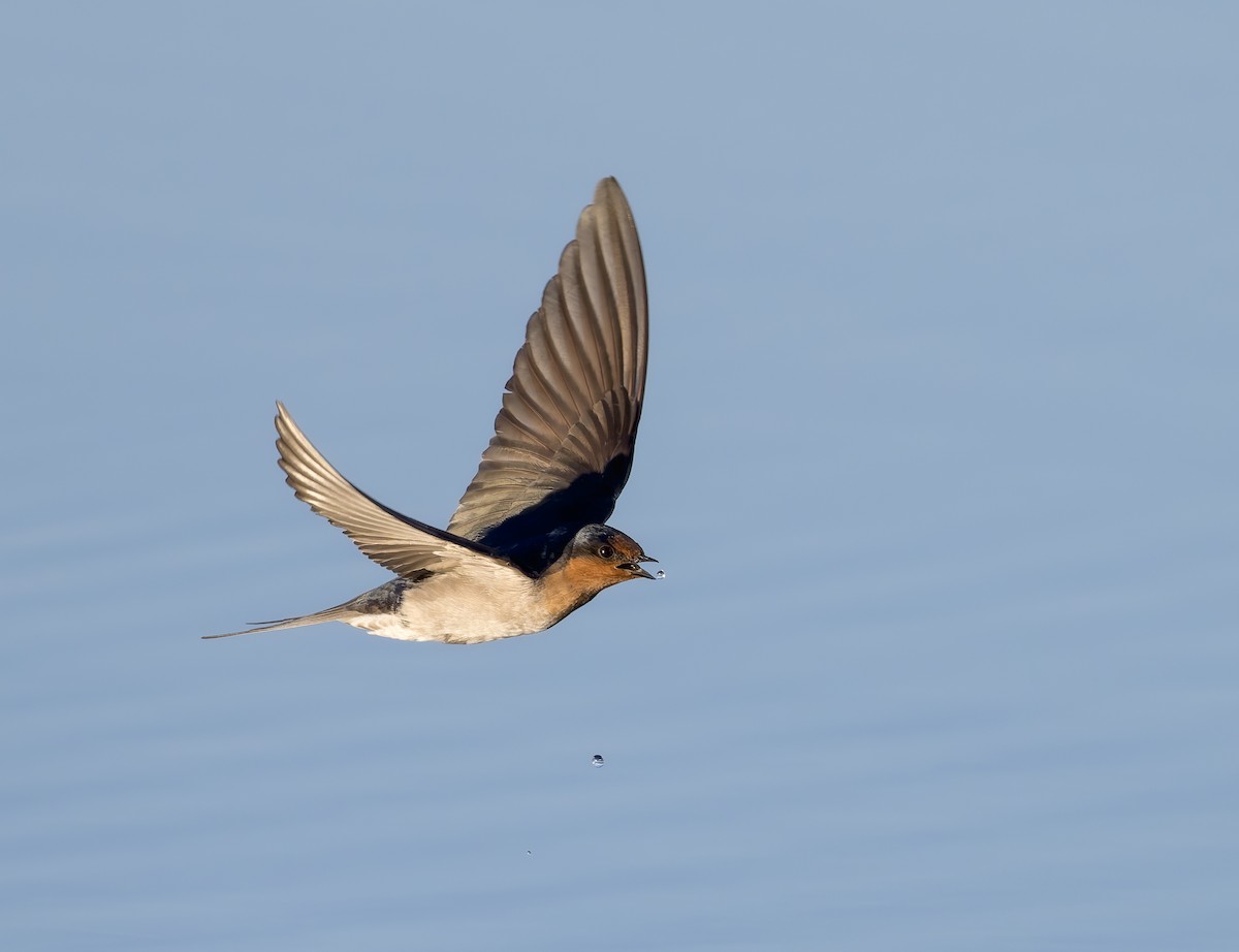 Golondrina Australiana - ML620622896