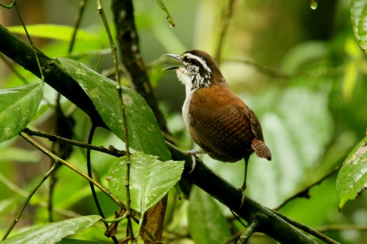 White-breasted Wood-Wren - ML620622897