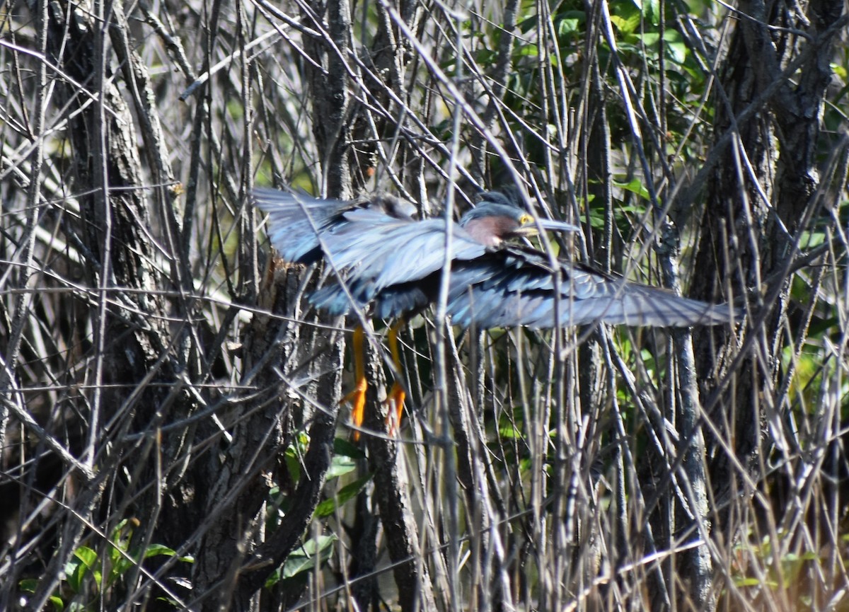 Green Heron - Robert Bradley