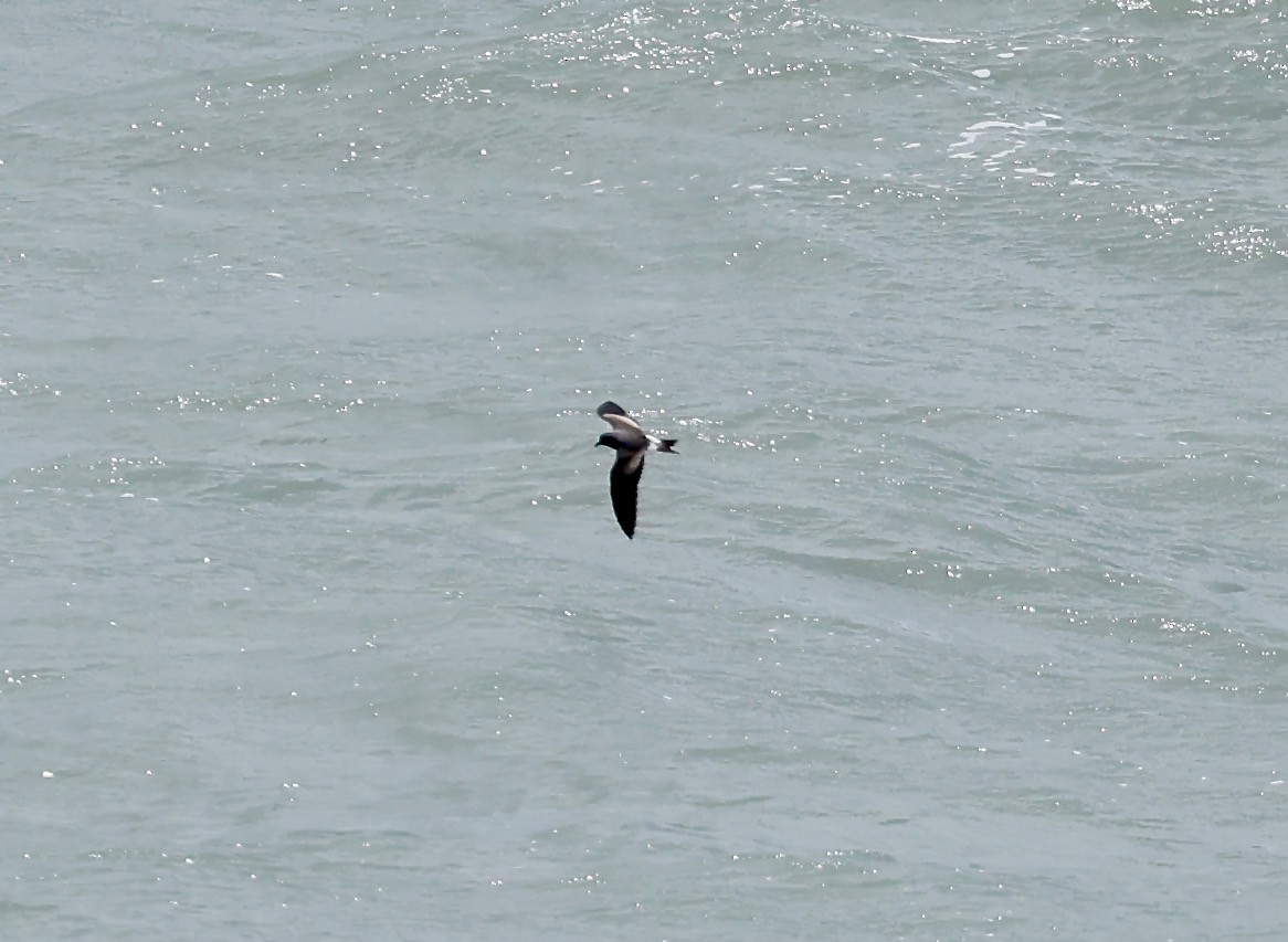 Leach's Storm-Petrel - ML620622905