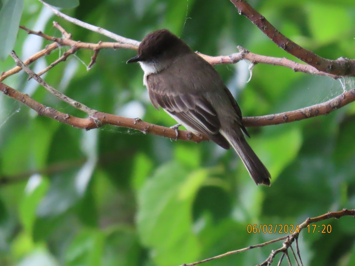 Eastern Phoebe - ML620622906