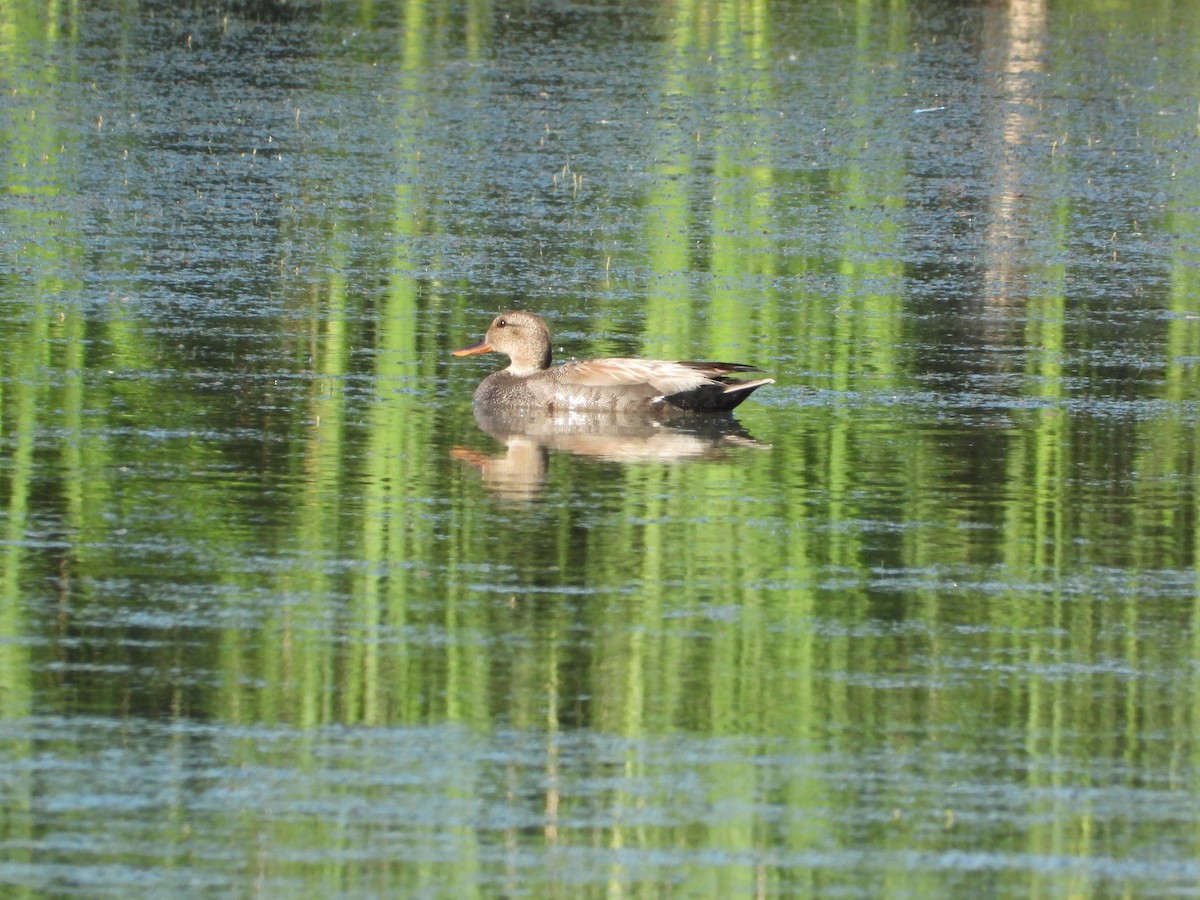 Gadwall - ML620622907