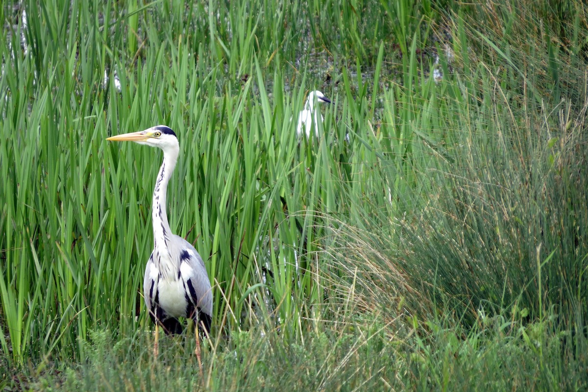 Gray Heron - ML620622909