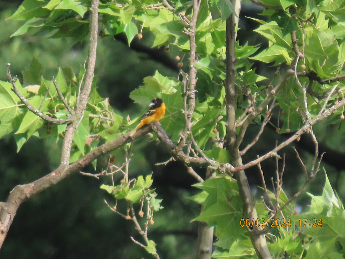 Oriole de Baltimore - ML620622911