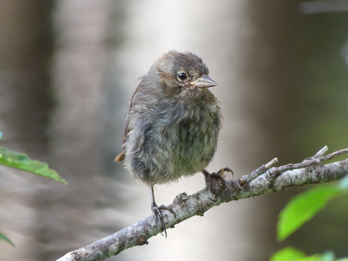 Song Sparrow - ML620622916