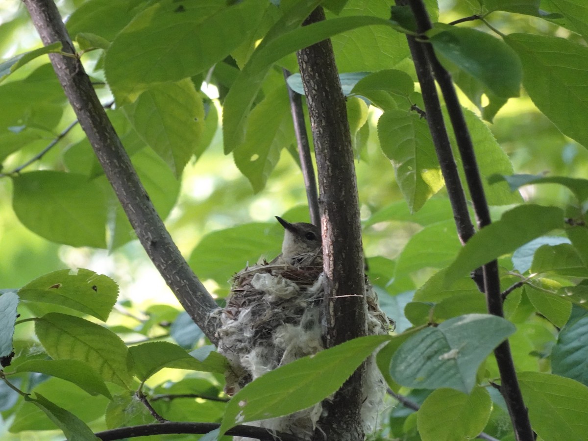 American Redstart - ML620622920