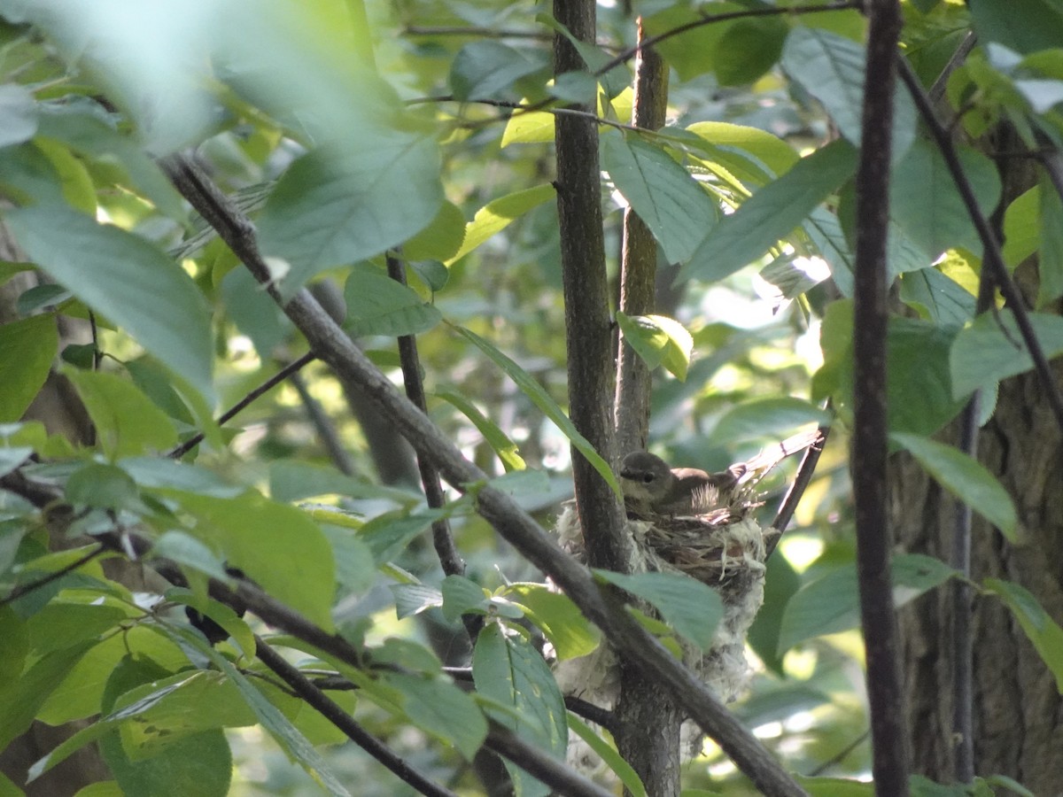 American Redstart - ML620622922