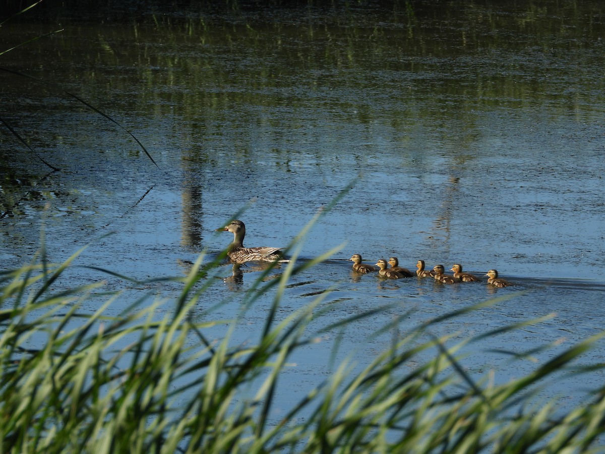 Canard colvert - ML620622924