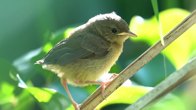 カオグロアメリカムシクイ - ML620622926