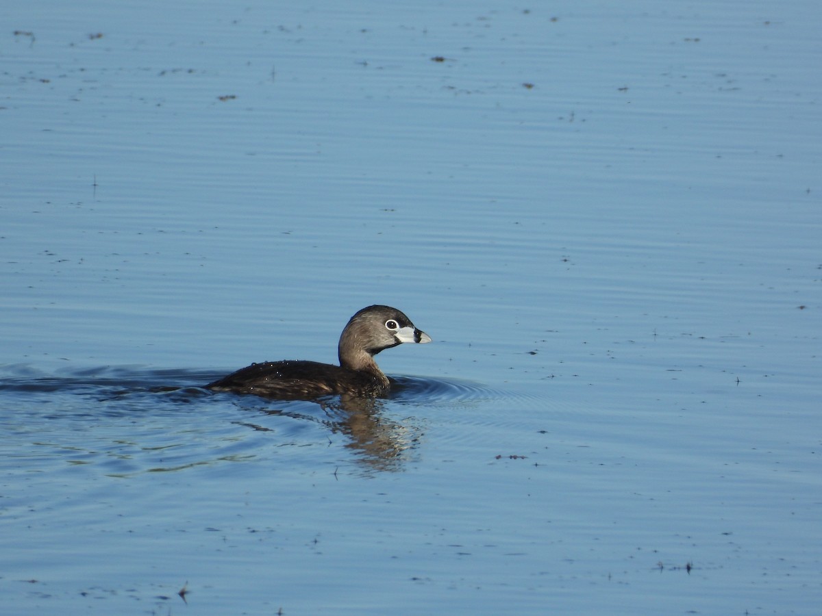 Pied-billed Grebe - ML620622928