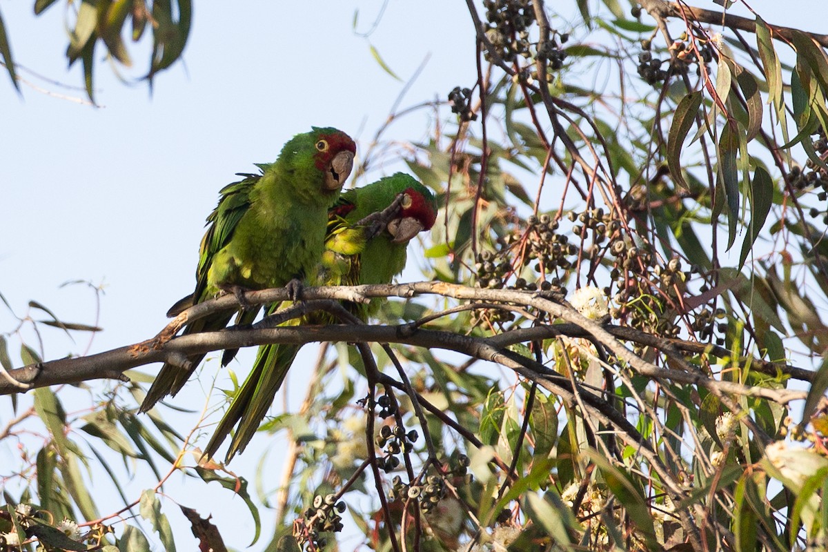 Red-masked Parakeet - ML620622931