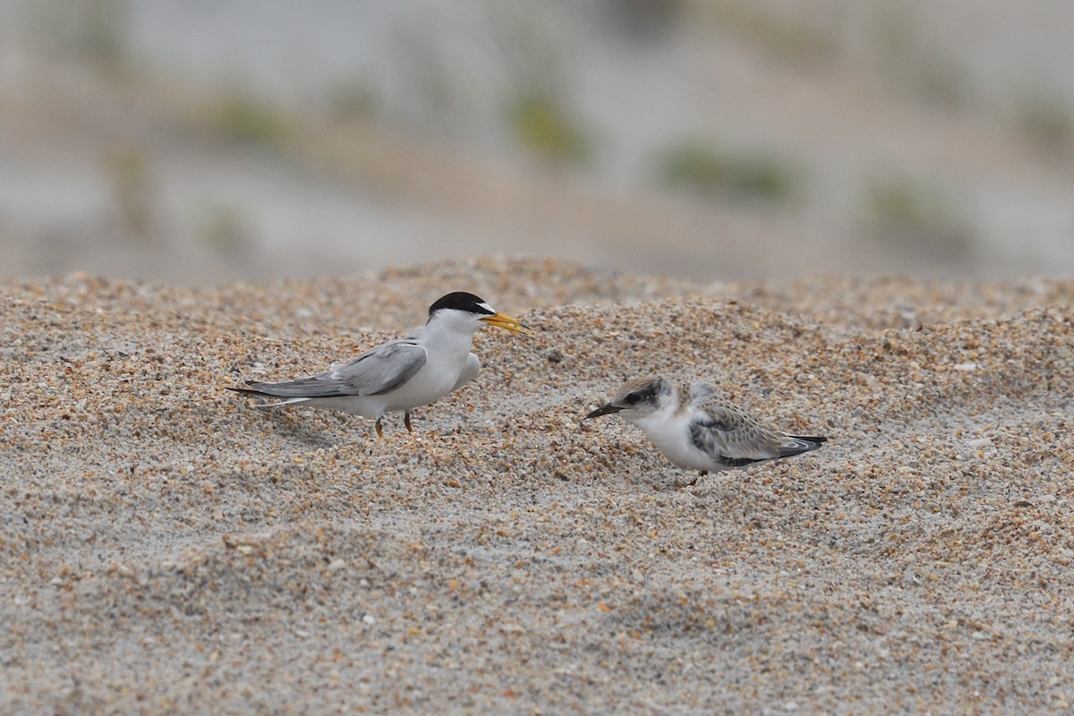 Least Tern - ML620622933