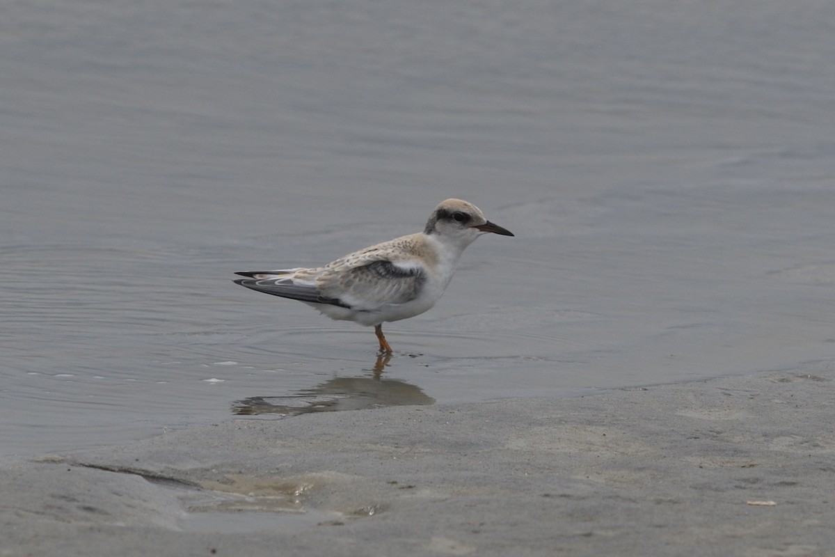 Least Tern - ML620622934