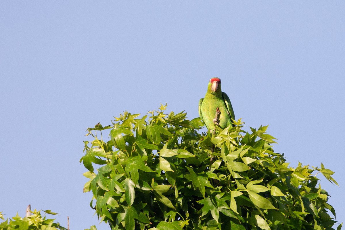 Red-crowned Parrot - ML620622935