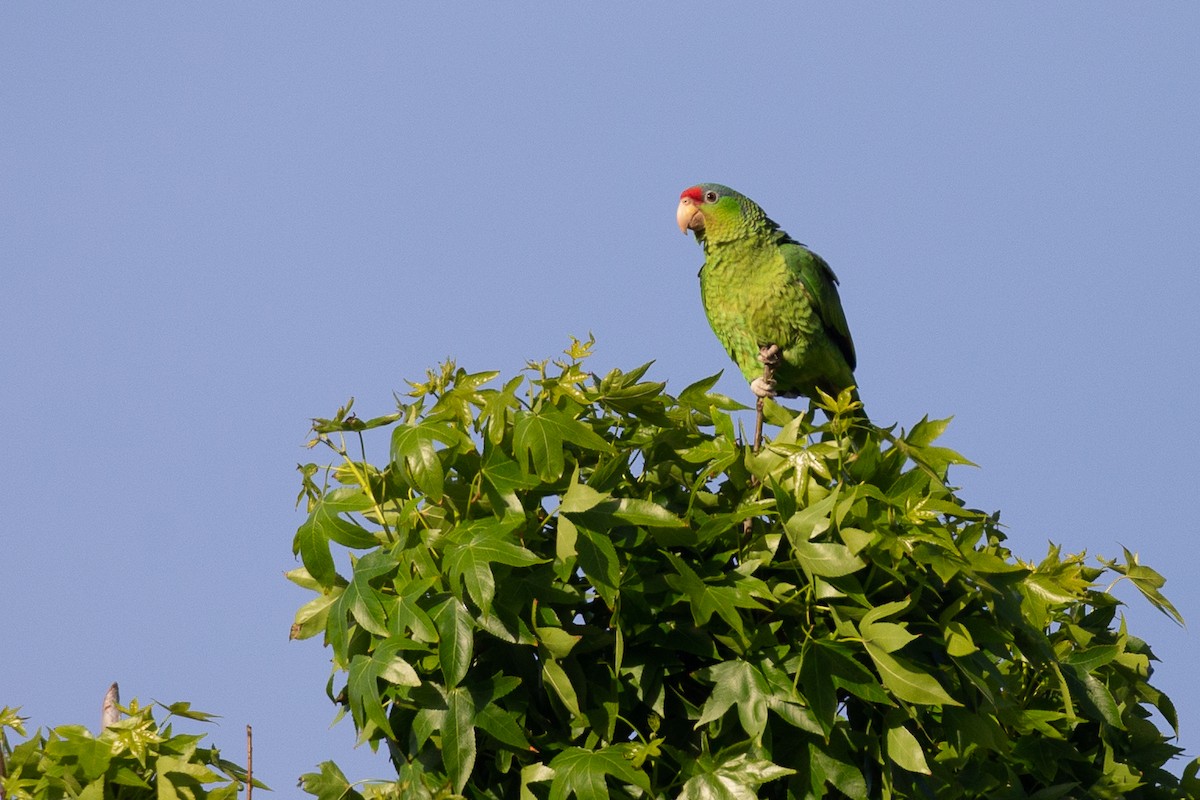 Red-crowned Parrot - ML620622936