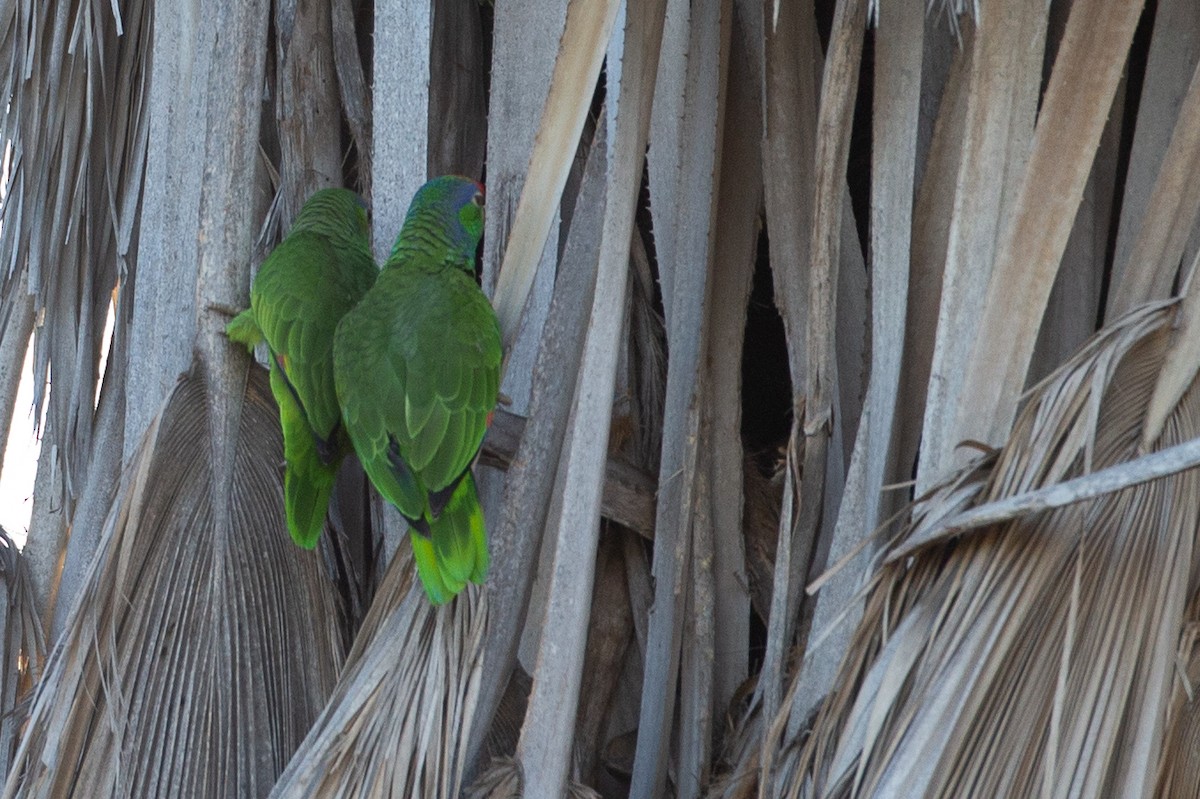 Red-crowned Parrot - Chris Wood