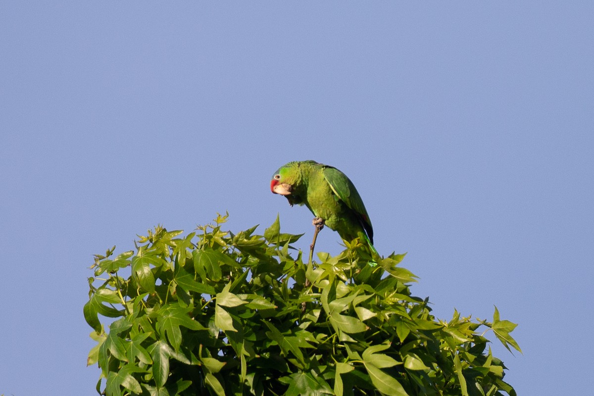 Red-crowned Parrot - ML620622938