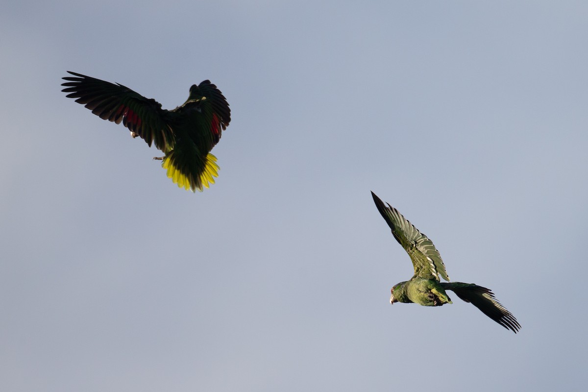 Red-crowned Parrot - ML620622941