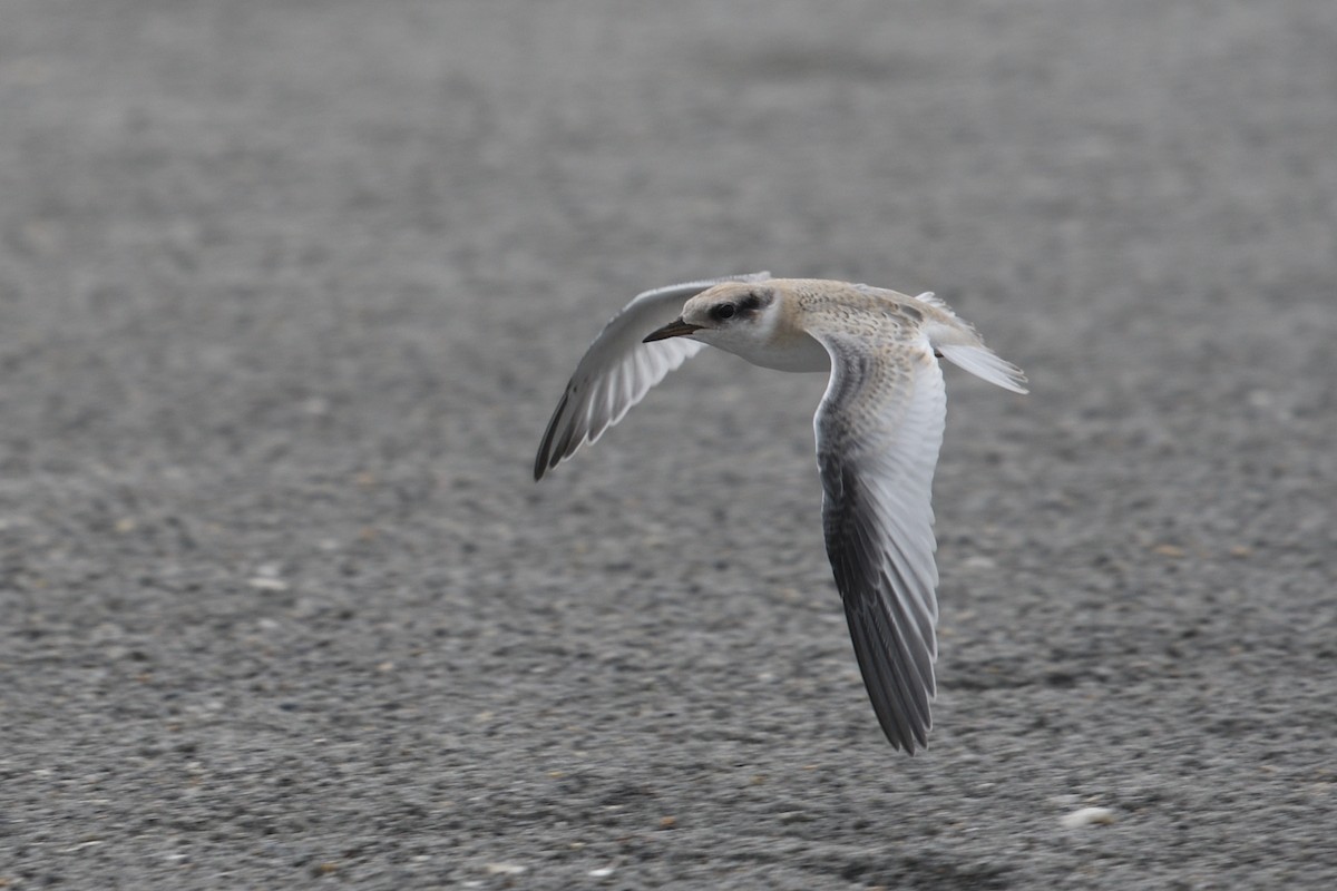 Least Tern - ML620622943