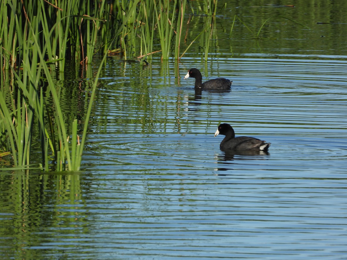 American Coot - ML620622947