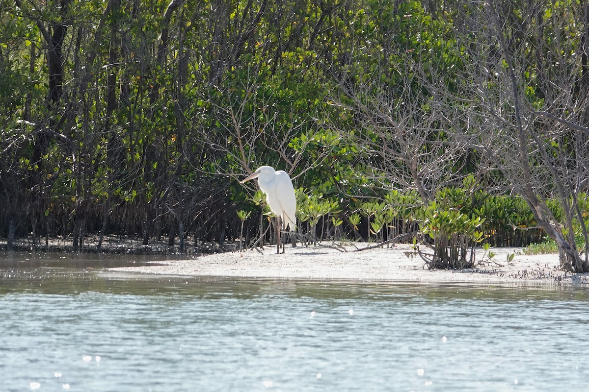 Great Blue Heron (Great White) - ML620622948