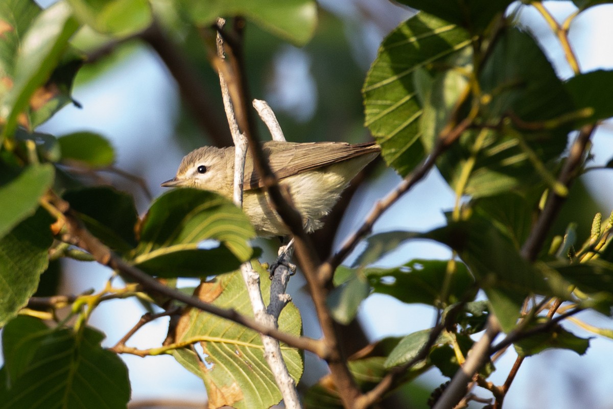 Warbling Vireo - ML620622949